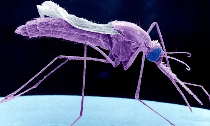 Photo of mosquito_Shutterstock
