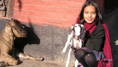 Young woman with Goats in Nepal. Photo credit: Simon 2010, Pixabay